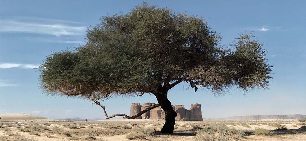 Saudi Arabia is a Must-visit Country for Chinese Citizens